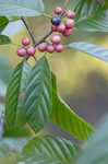 Carolina buckthorn